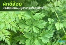 ผักชีล้อม ประโยชน์ และเมนูอาหารเพื่อสุขภาพ ผักชีล้อม ประโยชน์ และเมนูอาหารเพื่อสุขภาพ