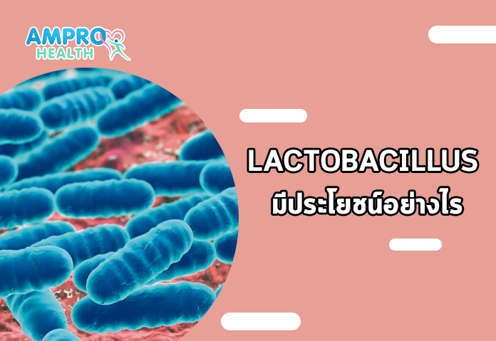 Lactobacillus มีประโยชน์อย่างไร 1 - รู้จักแลคโตบาซิลลัส จุลินทรีย์ดีต่อสุขภาพ