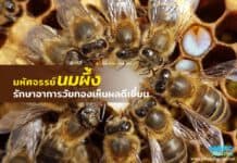 มหัศจรรย์นมผึ้ง รักษาอาการวัยทองเห็นผลดีเยี่ยม