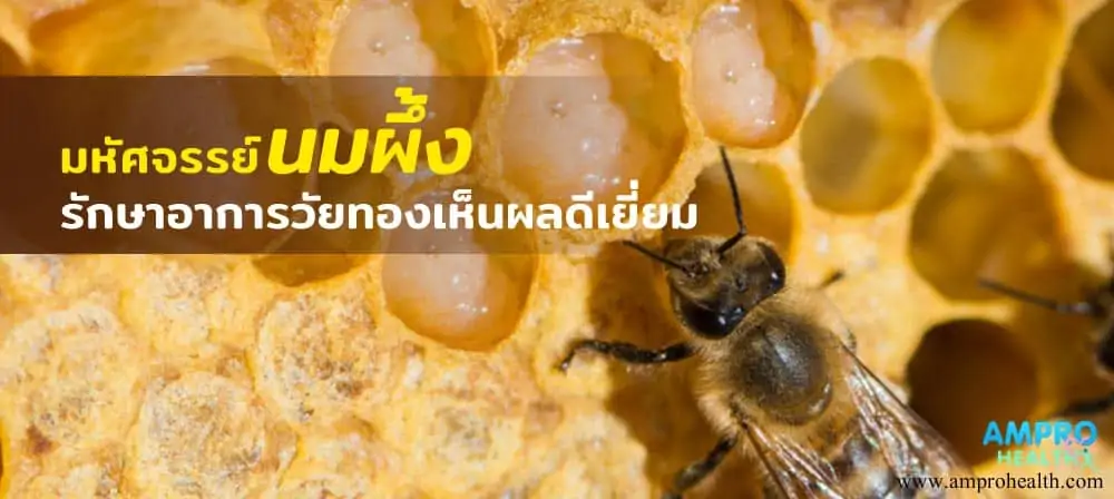 มหัศจรรย์นมผึ้ง รักษาอาการวัยทองเห็นผลดีเยี่ยม