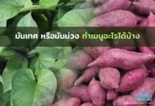 มันเทศหรือมันม่วง ทําเมนูอะไรได้บ้าง มันเทศหรือมันม่วง ทําเมนูอะไรได้บ้าง