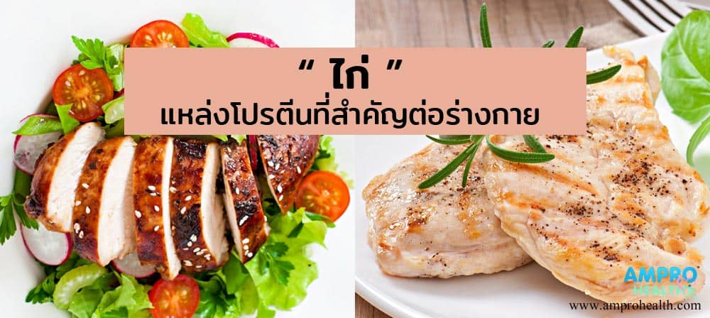 ไก่ แหล่งโปรตีนที่สำคัญต่อร่างกาย