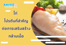 ไก่ โปรตีนที่สำคัญต่อการเสริมสร้างกล้ามเนื้อ ไก่ โปรตีนที่สำคัญต่อการเสริมสร้างกล้ามเนื้อ