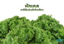 ผักเคล ราชินีแห่งผักใบเขียว ผักเคล ราชินีแห่งผักใบเขียว