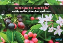 มะม่วงหาวมะนาวโห่ ผลไม้รสเปรี้ยวฆ่ามะเร็งและเนื้องอก มะม่วงหาวมะนาวโห่ ผลไม้รสเปรี้ยวฆ่ามะเร็งและเนื้องอก