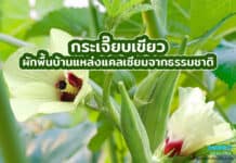 กระเจี๊ยบเขียว ผักพื้นบ้านแหล่งแคลเซียมจากธรรมชาติ กระเจี๊ยบเขียว ผักพื้นบ้านแหล่งแคลเซียมจากธรรมชาติ