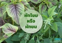 ผักโขม หรือผักขม ผักโขม หรือผักขม