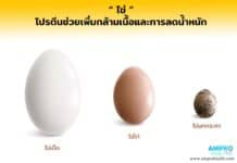 ไข่ โปรตีนช่วยเพิ่มกล้ามเนื้อและการลดน้ำหนัก ไข่ โปรตีนช่วยเพิ่มกล้ามเนื้อและการลดน้ำหนัก