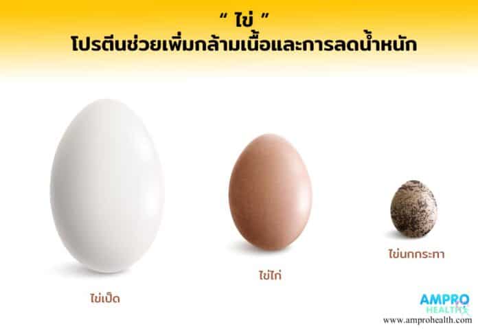 ไข่ โปรตีนช่วยเพิ่มกล้ามเนื้อและการลดน้ำหนัก