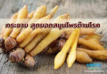 กระชาย สุดยอดสมุนไพรต้านโรค