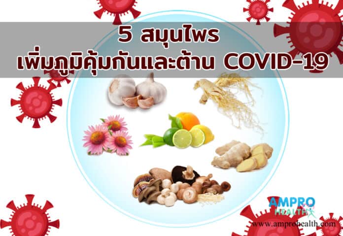 5 สมุนไพร เพิ่มภูมิคุ้มกันและต้าน COVID-19
