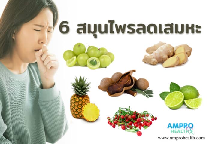 6 สมุนไพรลดเสมหะ