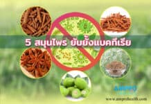 5 สมุนไพร ยับยั้งแบคทีเรีย 5 สมุนไพร ยับยั้งแบคทีเรีย