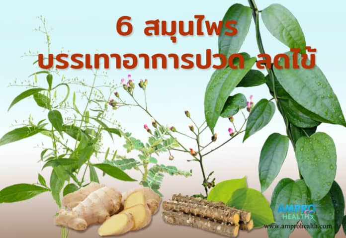 6 สมุนไพร บรรเทาอาการปวด ลดไข้ 6 สมุนไพร บรรเทาอาการปวด ลดไข้