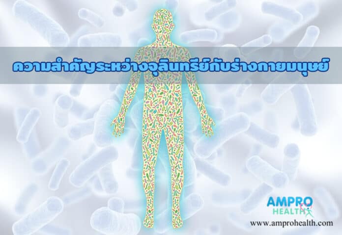 ความสำคัญระหว่างจุลินทรีย์กับร่างกายมนุษย์