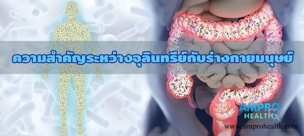 ความสำคัญระหว่างจุลินทรีย์กับร่างกายมนุษย์