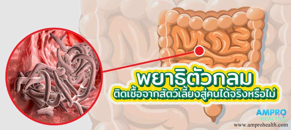 พยาธิตัวกลม ติดเชื้อจากสัตว์เลี้ยงสู่คนได้จริงหรือไม่ พยาธิตัวกลม ติดเชื้อจากสัตว์เลี้ยงสู่คนได้จริงหรือไม่