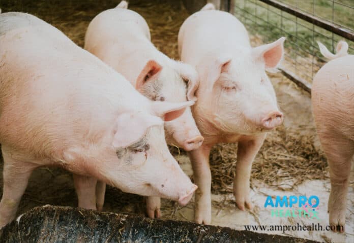 โรค ASF ในหมู คืออะไร และป้องกันได้อย่างไร โรค ASF ในหมู คืออะไร และป้องกันได้อย่างไร