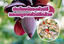 ประโยชน์ของหัวปลี และเมนูอาหารจากหัวปลีกล้วย ประโยชน์ของหัวปลี และเมนูอาหารจากหัวปลีกล้วย