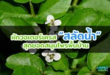 ผักวอเตอร์เครส สลัดน้ำ สมุนไพรพื้นบ้านป้องกันมะเร็ง