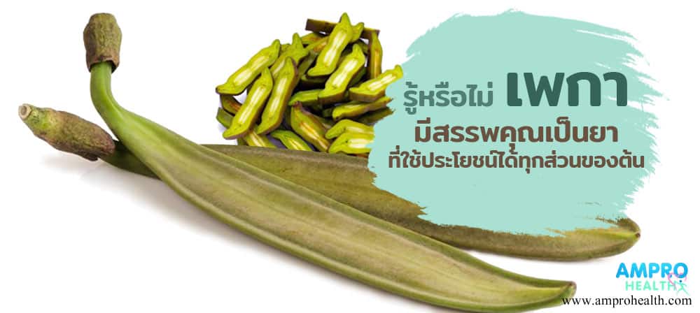 รู้หรือไม่ เพกามีสรรพคุณเป็นยาที่ใช้ประโยชน์ได้ทุกส่วนของต้น รู้หรือไม่ เพกามีสรรพคุณเป็นยาที่ใช้ประโยชน์ได้ทุกส่วนของต้น