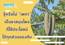 รู้หรือไม่ เพกาเป็นยาสมุนไพรที่ใช้ประโยชน์ได้ทุกส่วนของต้น รู้หรือไม่ เพกาเป็นยาสมุนไพรที่ใช้ประโยชน์ได้ทุกส่วนของต้น