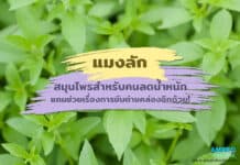 แมงลัก สมุนไพรสำหรับคนลดน้ำหนัก แถมช่วยเรื่องการขับถ่ายคล่องอีกด้วย! แมงลัก สมุนไพรสำหรับคนลดน้ำหนัก แถมช่วยเรื่องการขับถ่ายคล่องอีกด้วย!