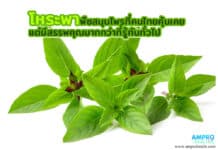 โหระพา พืชสมุนไพรที่คนไทยคุ้นเคย แต่มีสรรพคุณมากกว่าที่รู้กันทั่วไป โหระพา พืชสมุนไพรที่คนไทยคุ้นเคย แต่มีสรรพคุณมากกว่าที่รู้กันทั่วไป