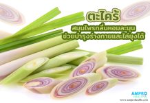 ตะไคร้ สมุนไพรกลิ่นหอมละมุน ช่วยบำรุงร่างกายและไล่ยุงได้ ตะไคร้ สมุนไพรกลิ่นหอมละมุน ช่วยบำรุงร่างกายและไล่ยุงได้