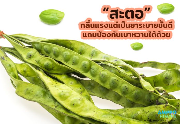 สะตอ กลิ่นแรงแต่เป็นยาระบายชั้นดี แถมป้องกันเบาหวานได้ด้วย!