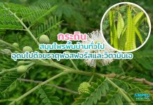 กระถิน สมุนไพรพื้นบ้านทั่วไป อุดมไปด้วยธาตุฟอสฟอรัสและวิตามินเอ กระถิน สมุนไพรพื้นบ้านทั่วไป อุดมไปด้วยธาตุฟอสฟอรัสและวิตามินเอ