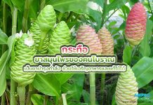 กระทือ ยาสมุนไพรคนโบราณ เป็นยาบำรุงกำลัง ช่วยเจริญอาหาร กระทือ