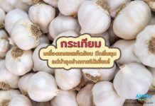 กระเทียม เครื่องเทศรสเผ็ดร้อน มีกลิ่นฉุน แต่บำรุงร่างกายได้เยี่ยม! กระเทียม เครื่องเทศรสเผ็ดร้อน มีกลิ่นฉุน แต่บำรุงร่างกายได้เยี่ยม!