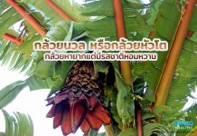 กล้วยนวล หรือกล้วยหัวโต กล้วยหายากแต่มีรสชาติหอมหวาน กล้วยนวล หรือกล้วยหัวโต กล้วยหายากแต่มีรสชาติหอมหวาน