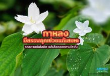 กาหลง มีสรรพคุณช่วยแก้เสมหะ ลดความดันโลหิต แก้เลือดออกตามไรฟัน กาหลง มีสรรพคุณช่วยแก้เสมหะ ลดความดันโลหิต แก้เลือดออกตามไรฟัน