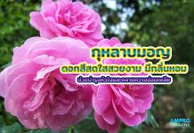 กุหลาบมอญ ดอกสีสดใสสวยงาม มีกลิ่นหอม ช่วยบำรุงหัวใจและคลายความอ่อนเพลีย กุหลาบมอญ ดอกสีสดใสสวยงาม มีกลิ่นหอม ช่วยบำรุงหัวใจและคลายความอ่อนเพลีย