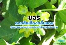 ขจร ดอกสีเหลืองกลิ่นหอม มีสรรพคุณช่วยบำรุงอวัยวะที่สำคัญในร่างกาย ขจร ดอกสีเหลืองกลิ่นหอม มีสรรพคุณช่วยบำรุงอวัยวะที่สำคัญในร่างกาย