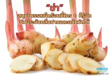 ข่า สมุนไพรรสเผ็ดร้อนที่ใคร ๆ ก็รู้จัก ช่วยระงับกลิ่นปากและแก้หวัดได้ ข่า สมุนไพรรสเผ็ดร้อนที่ใคร ๆ ก็รู้จัก ช่วยระงับกลิ่นปากและแก้หวัดได้