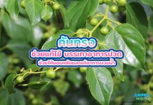 คันทรง ช่วยแก้ไข้ บรรเทาอาการปวด ช่วยให้นอนหลับและแก้อาการบวมน้ำ คันทรง ช่วยแก้ไข้ บรรเทาอาการปวด ช่วยให้นอนหลับและแก้อาการบวมน้ำ