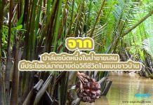 จาก ปาล์มชนิดหนึ่งในป่าชายเลน มีประโยชน์มากมายต่อวิถีชีวิตในแบบชาวบ้าน จาก ปาล์มชนิดหนึ่งในป่าชายเลน มีประโยชน์มากมายต่อวิถีชีวิตในแบบชาวบ้าน