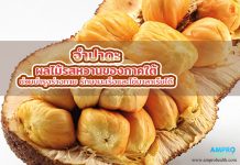 จำปาดะ ผลไม้ภาคใต้ บำรุงร่างกาย รักษามะเร็ง แก้ไข้มาลาเรีย จำปาดะ