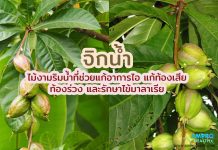 จิกน้ำ ไม้งามริมน้ำที่ช่วยแก้อาการไอ แก้ท้องเสีย ท้องร่วง และรักษาไข้มาลาเรีย จิกน้ำ ไม้งามริมน้ำที่ช่วยแก้อาการไอ แก้ท้องเสีย ท้องร่วง และรักษาไข้มาลาเรีย