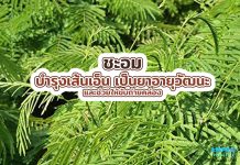 ชะอม บำรุงเส้นเอ็น เป็นยาอายุวัฒนะ และช่วยให้ขับถ่ายคล่อง ชะอม บำรุงเส้นเอ็น เป็นยาอายุวัฒนะ และช่วยให้ขับถ่ายคล่อง