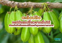 ตะลิงปลิง ผลไม้รสเปรี้ยวจากถิ่นใต้ ช่วยดับพิษร้อนของไข้และบำรุงกระเพาะอาหาร ตะลิงปลิง ผลไม้รสเปรี้ยวจากถิ่นใต้ ช่วยดับพิษร้อนของไข้และบำรุงกระเพาะอาหาร