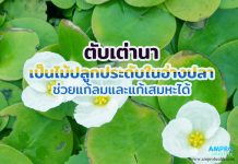 ตับเต่านา เป็นไม้ปลูกประดับในอ่างปลา ช่วยแก้ลมและแก้เสมหะได้ ตับเต่านา เป็นไม้ปลูกประดับในอ่างปลา ช่วยแก้ลมและแก้เสมหะได้