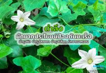 ตำลึง ผักมากประโยชน์ ป้องกันมะเร็ง บำรุงผิว บำรุงสายตา บำรุงเลือด รักษาเบาหวาน ตำลึง ผักมากประโยชน์ ป้องกันมะเร็ง บำรุงผิว บำรุงสายตา บำรุงเลือด รักษาเบาหวาน