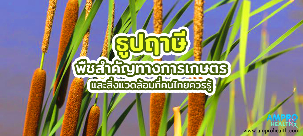 ธูปฤาษี พืชสำคัญทางการเกษตรและสิ่งแวดล้อมที่คนไทยควรรู้