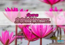 บัวสาย เป็นพืชน้ำที่มีสีสันมากมาย ช่วยบำรุงร่างกาย บำรุงหัวใจและแก้ไข้ได้ บัวสาย เป็นพืชน้ำที่มีสีสันมากมาย ช่วยบำรุงร่างกาย บำรุงหัวใจและแก้ไข้ได้