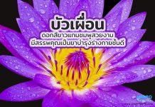 บัวเผื่อน ดอกสีขาวแกมชมพูสวยงาม มีสรรพคุณเป็นยาบำรุงร่างกายชั้นดี บัวเผื่อน ดอกสีขาวแกมชมพูสวยงาม มีสรรพคุณเป็นยาบำรุงร่างกายชั้นดี