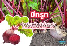 บีทรูท ช่วยรักษาสิว ยับยั้งมะเร็ง บำรุงเลือดและป้องกันโรคหัวใจ บีทรูท ช่วยรักษาสิว ยับยั้งมะเร็ง บำรุงเลือดและป้องกันโรคหัวใจ